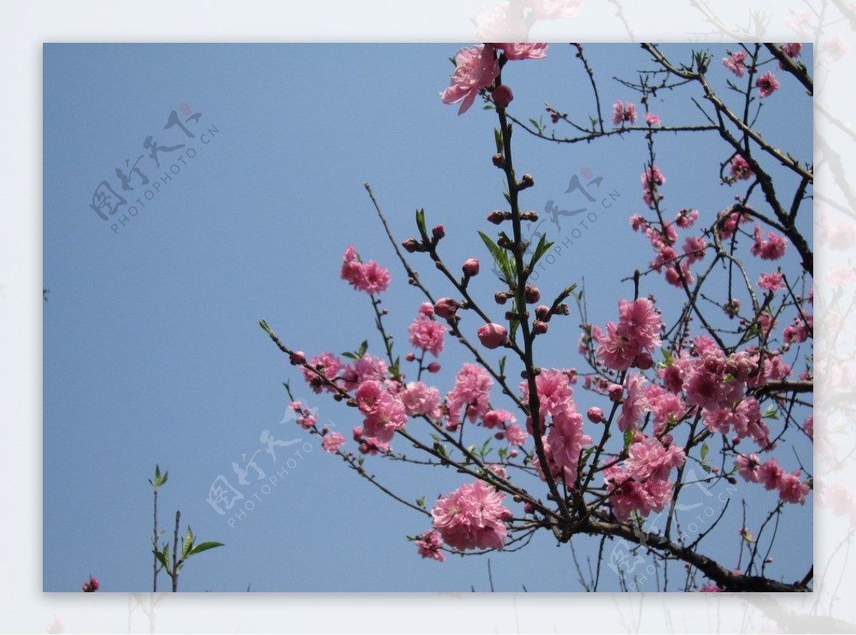 福州乌山桃花图片