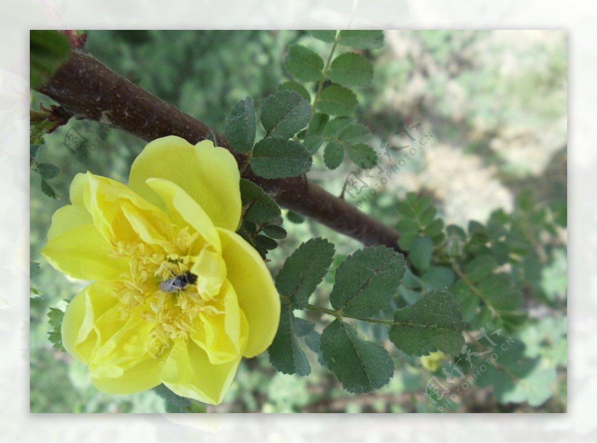 蜜蜂与植物图片