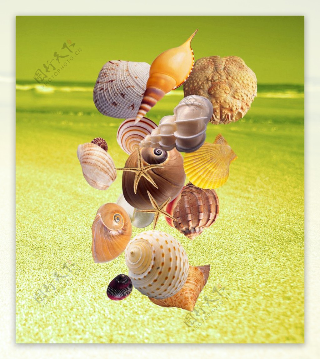 梦幻海螺图片