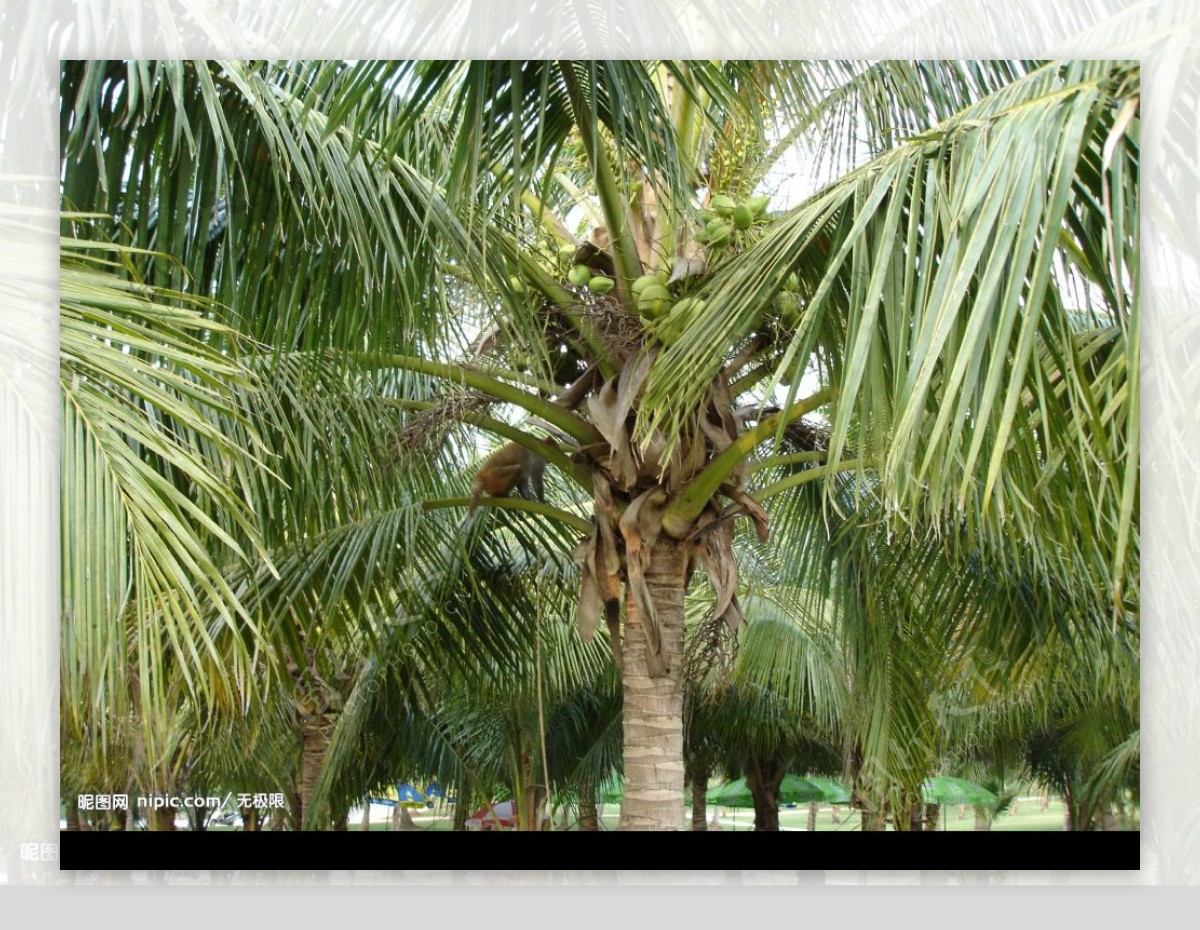 椰子大观园图片