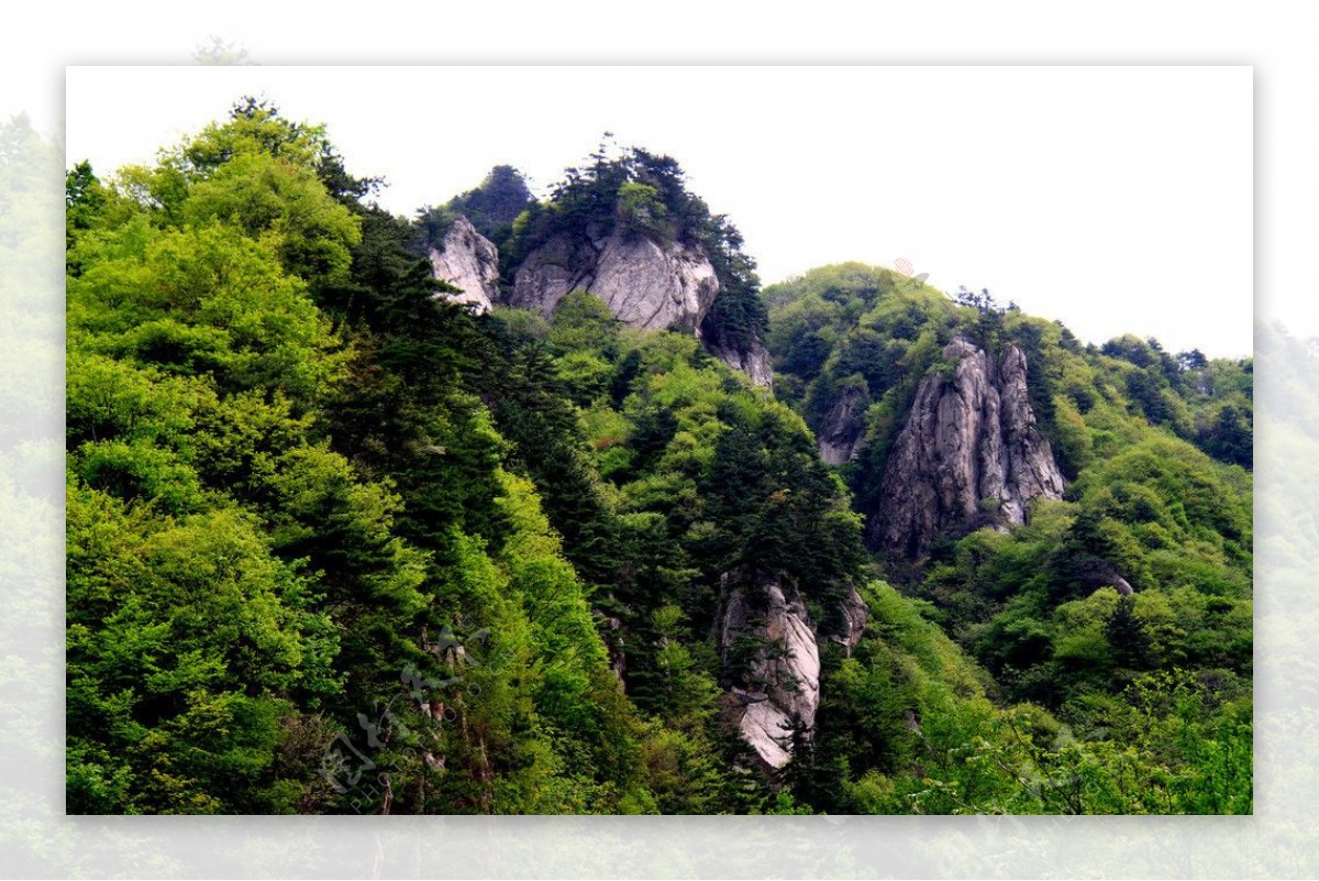 美丽山峰树林风景图片