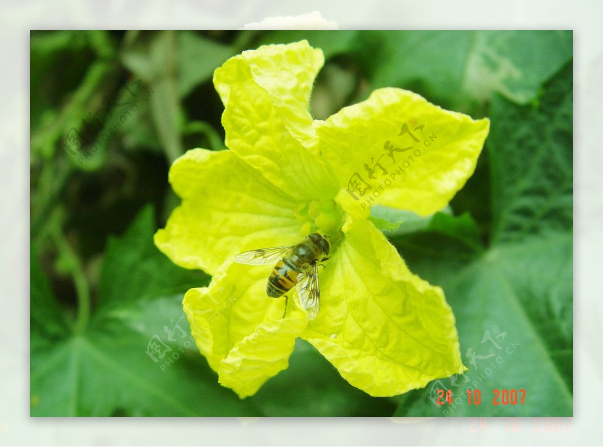 黄瓜花蜜蜂图片