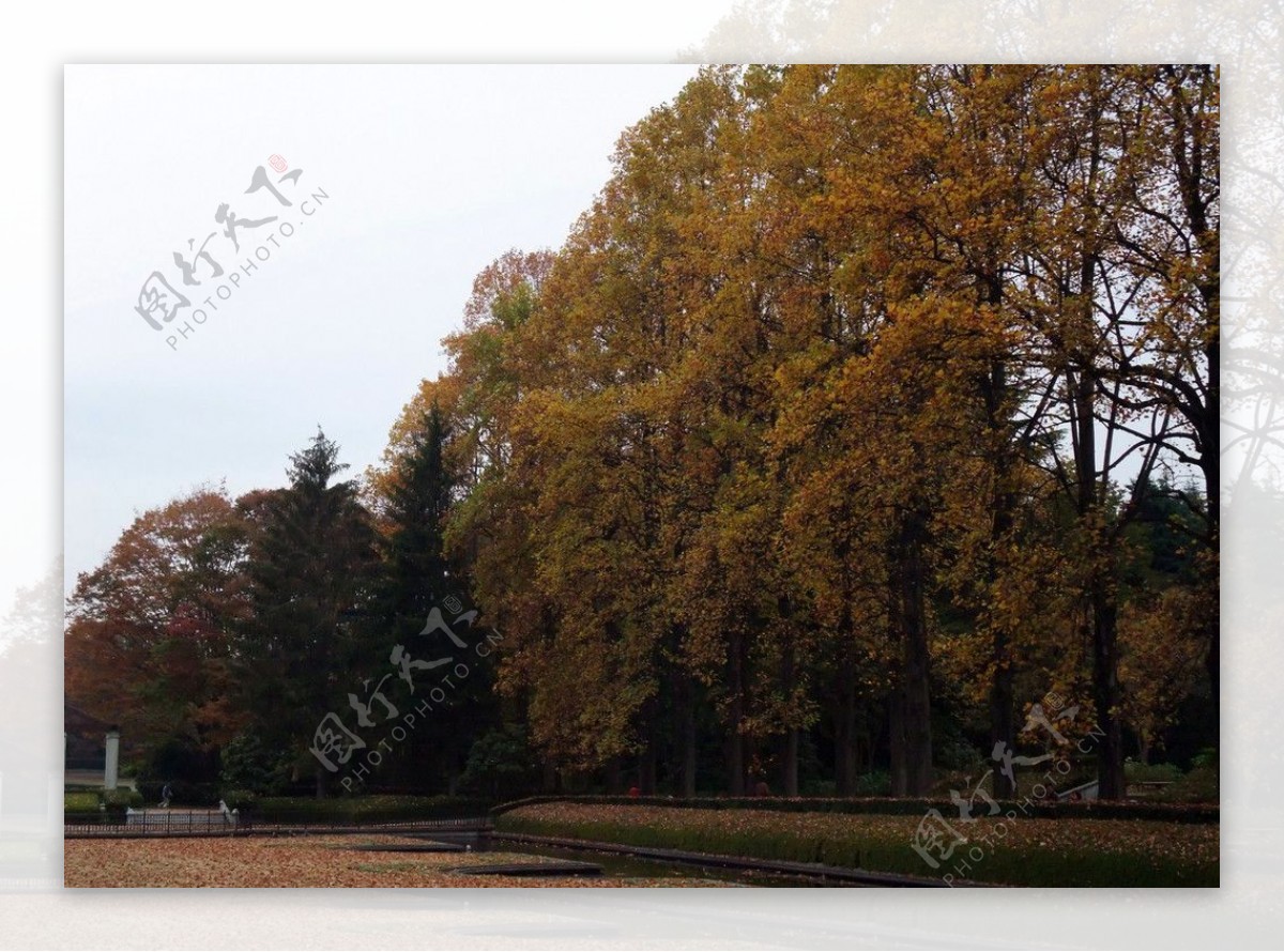 秋天的樹木图片