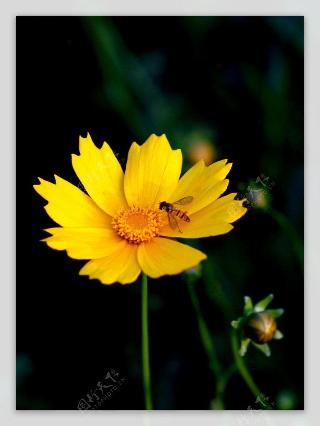 金菊花图片