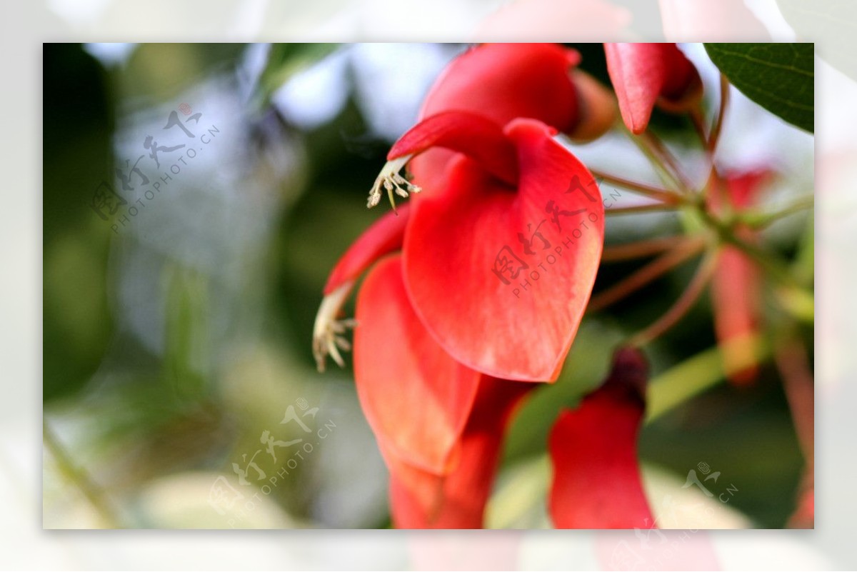 象牙红刺桐花图片