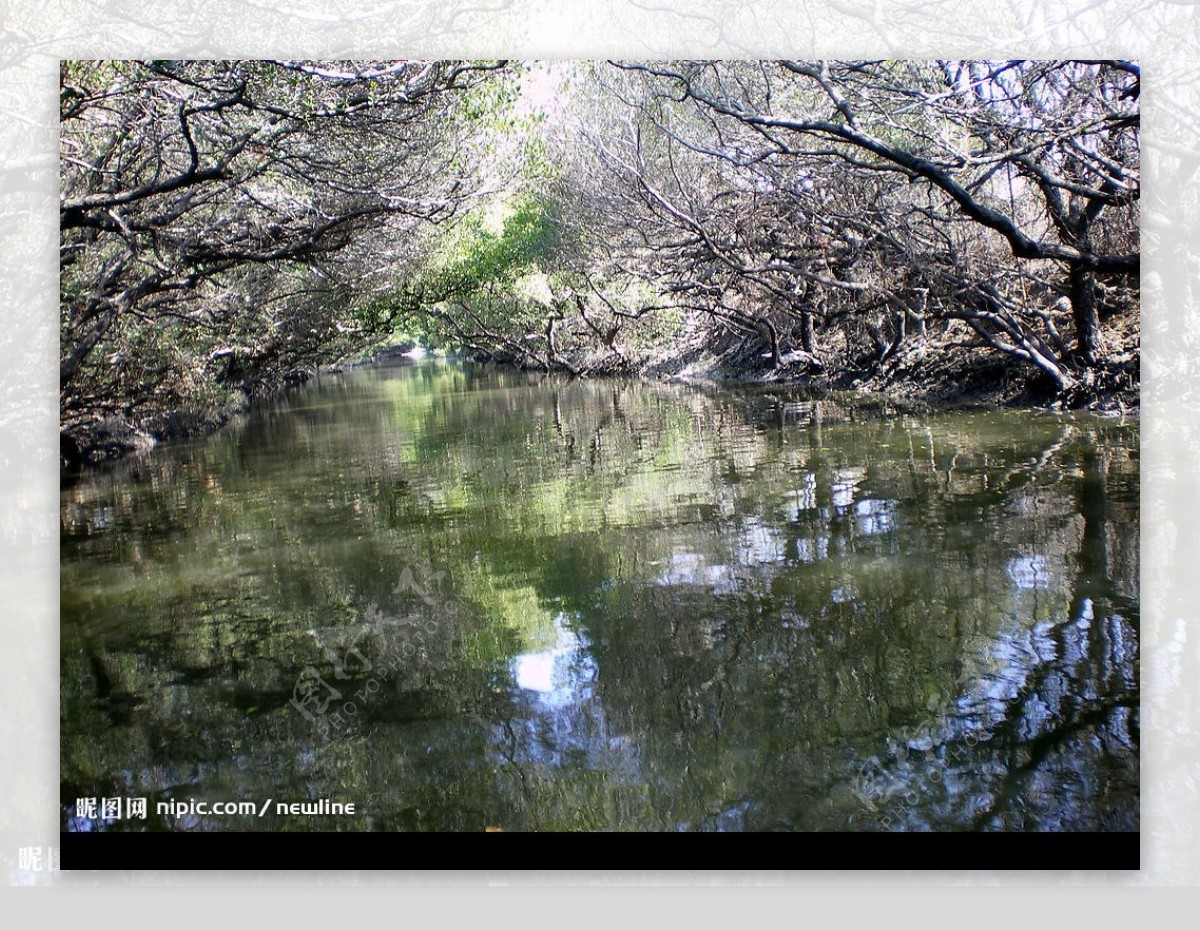 四草的水上綠色隧道图片
