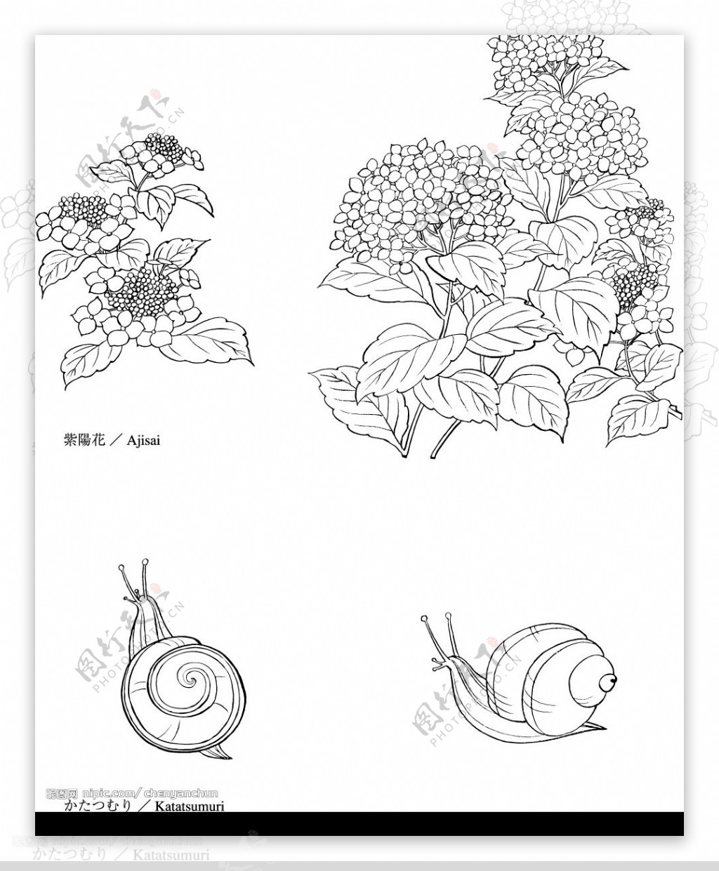 植物素材图片