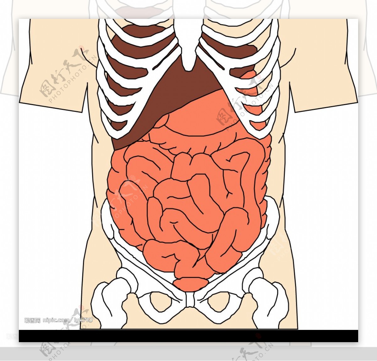 3d人体各器官心肝脾胃肾模型,人体各器官心肝脾胃肾3d模型下载_学哟网