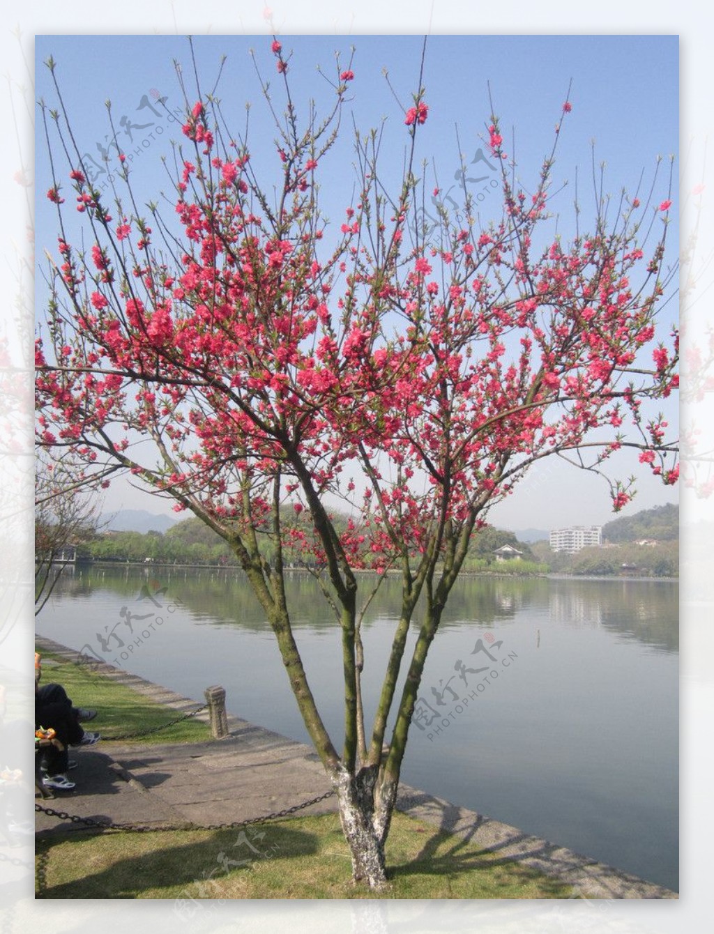 杭州西湖红樱花图片