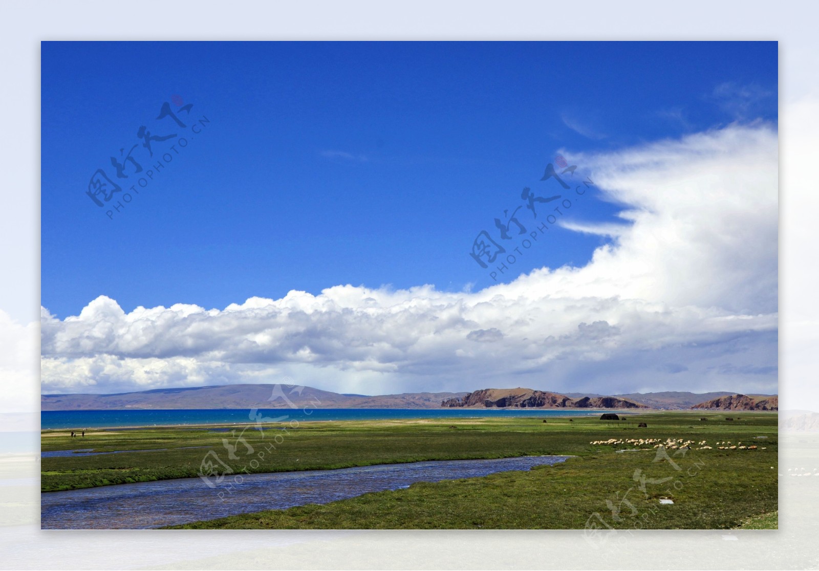 蓝天白云湿地湖水牦牛图片