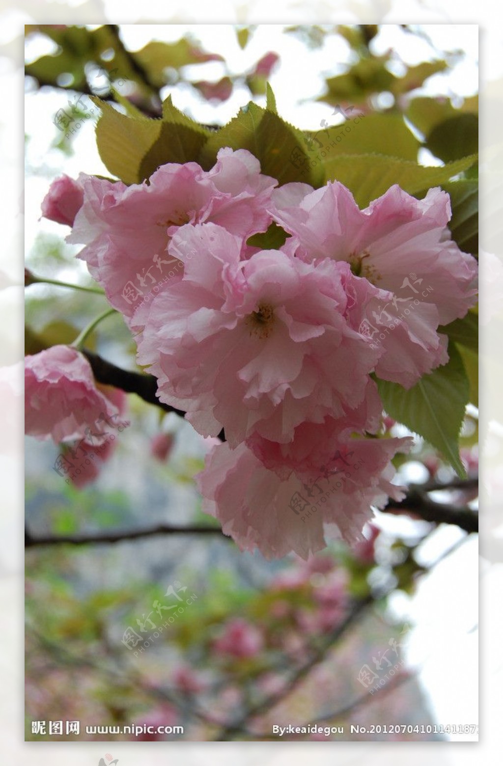 南溪山樱花图片