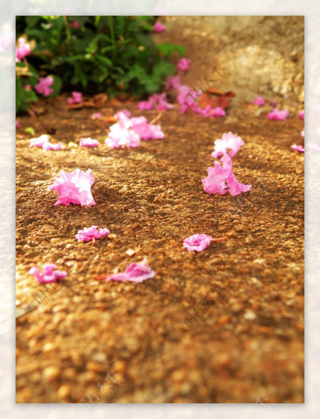 香世界庄园紫薇图片