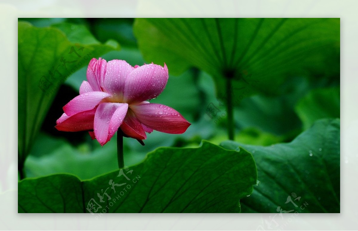 雨后荷花图片