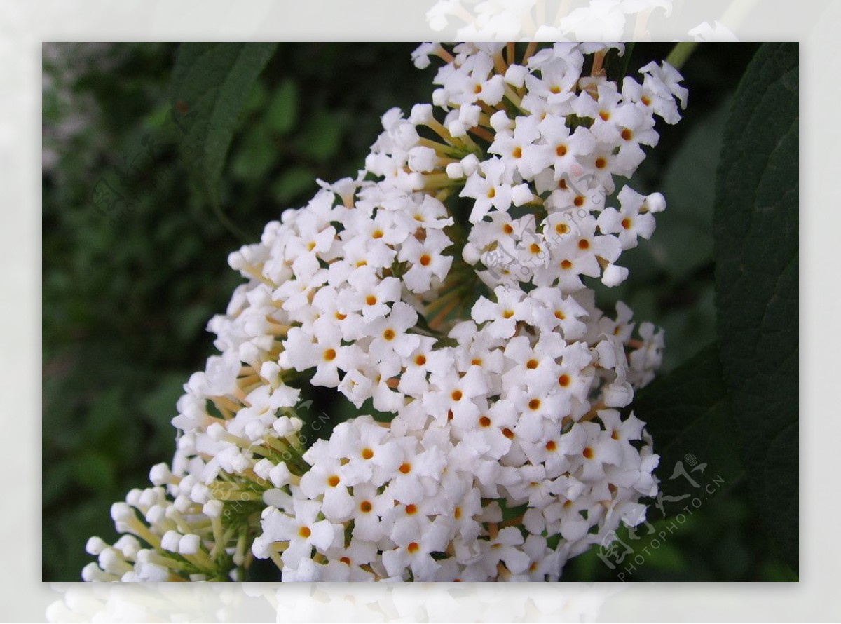 小叶丁香花图片