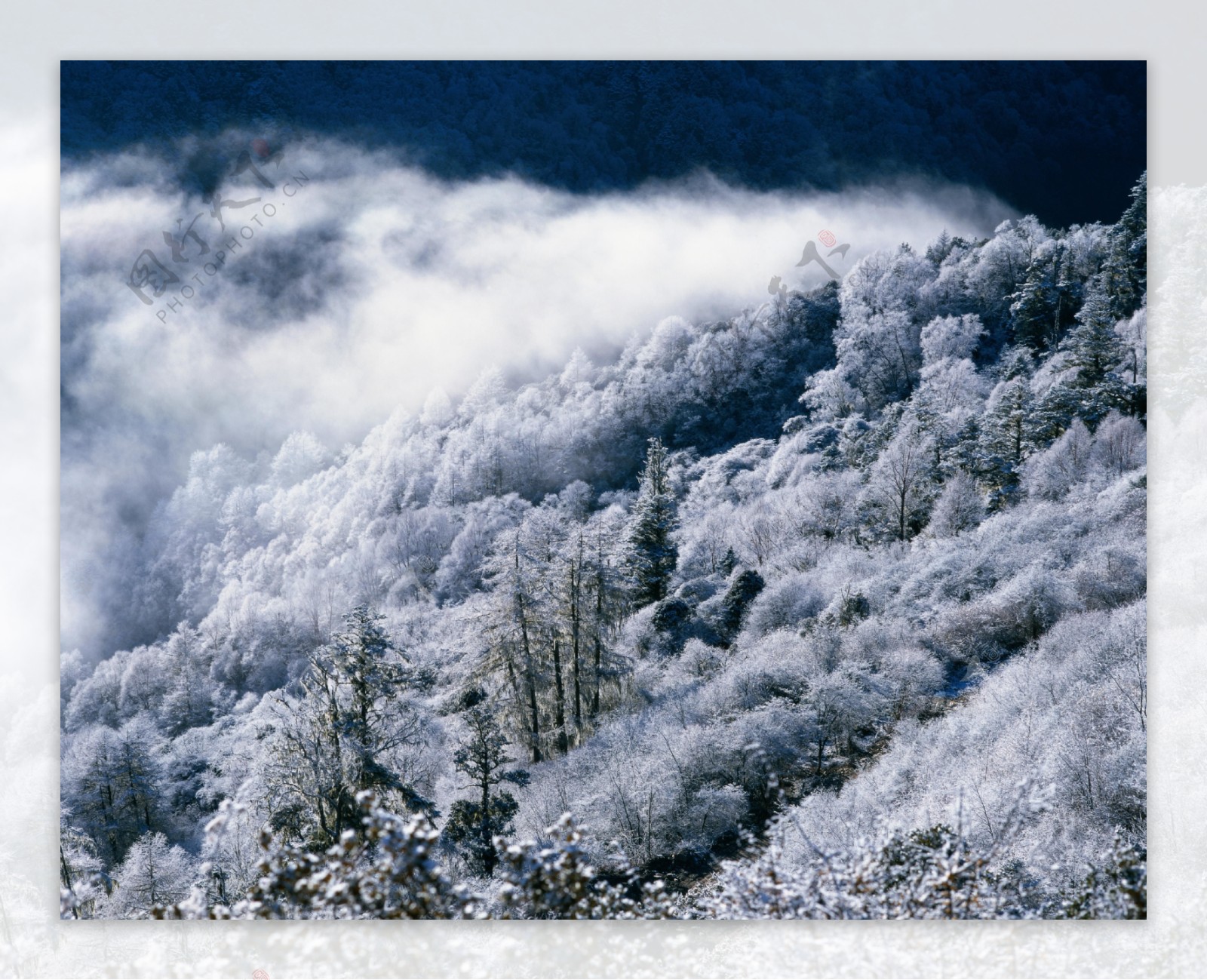冰树雪景图片
