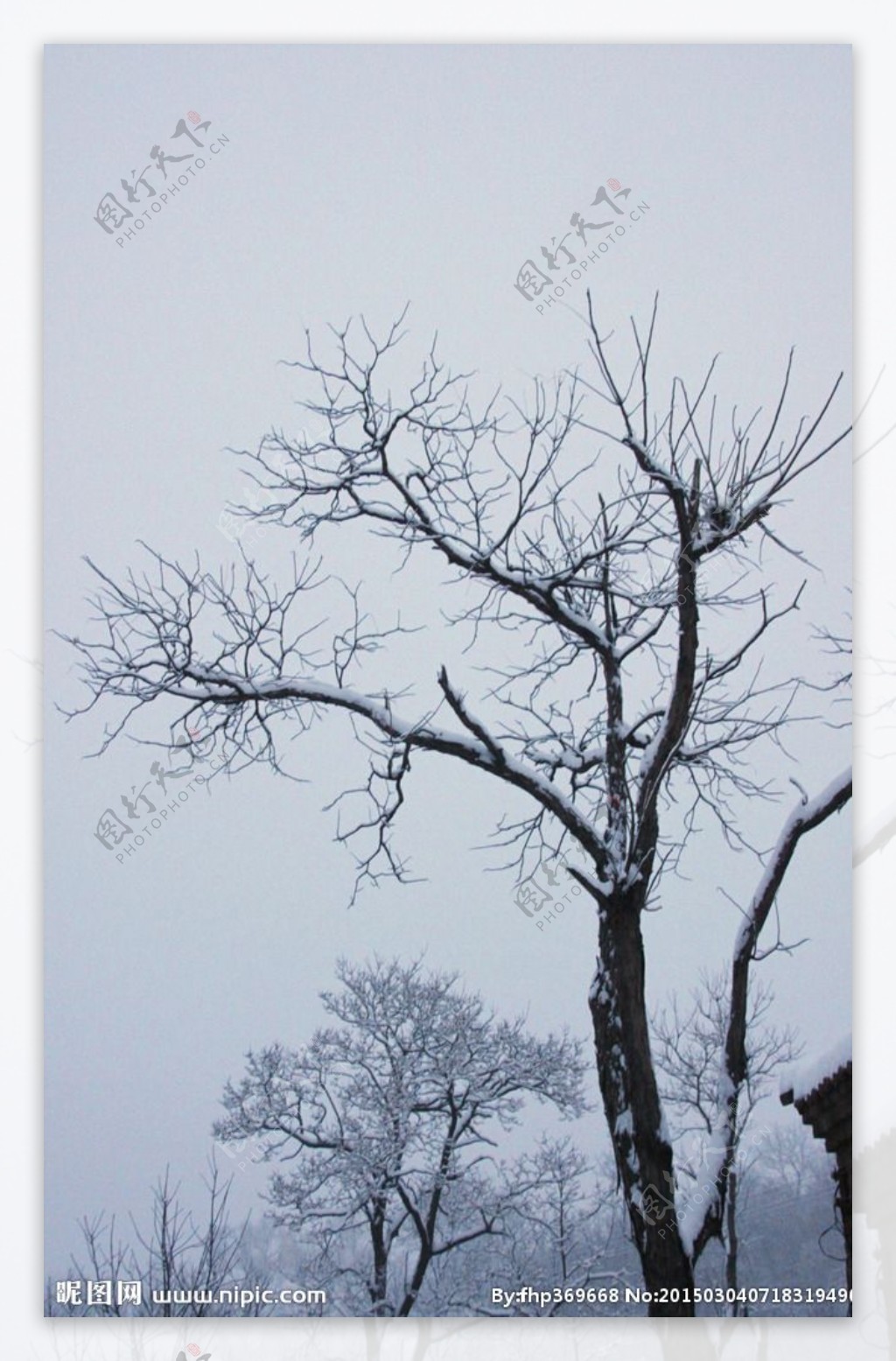 雪后树木图片