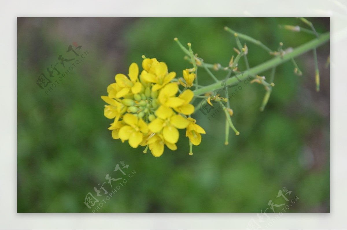 油菜花图片