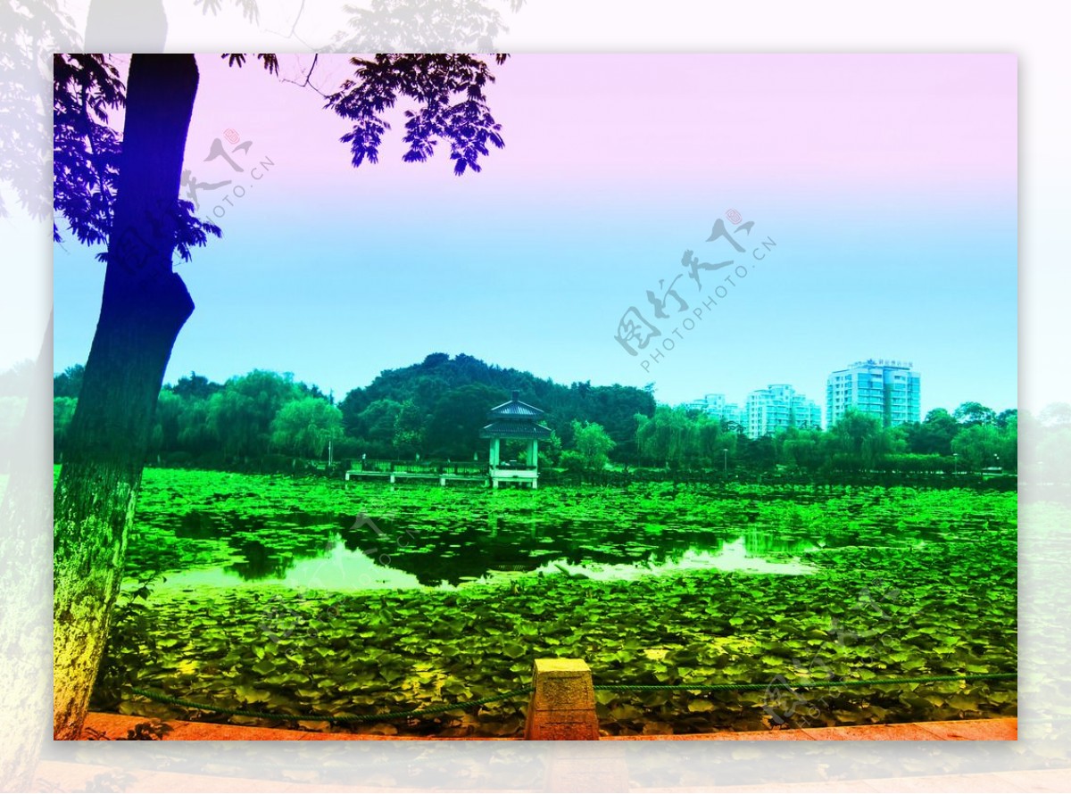 风景池塘荷塘树图片