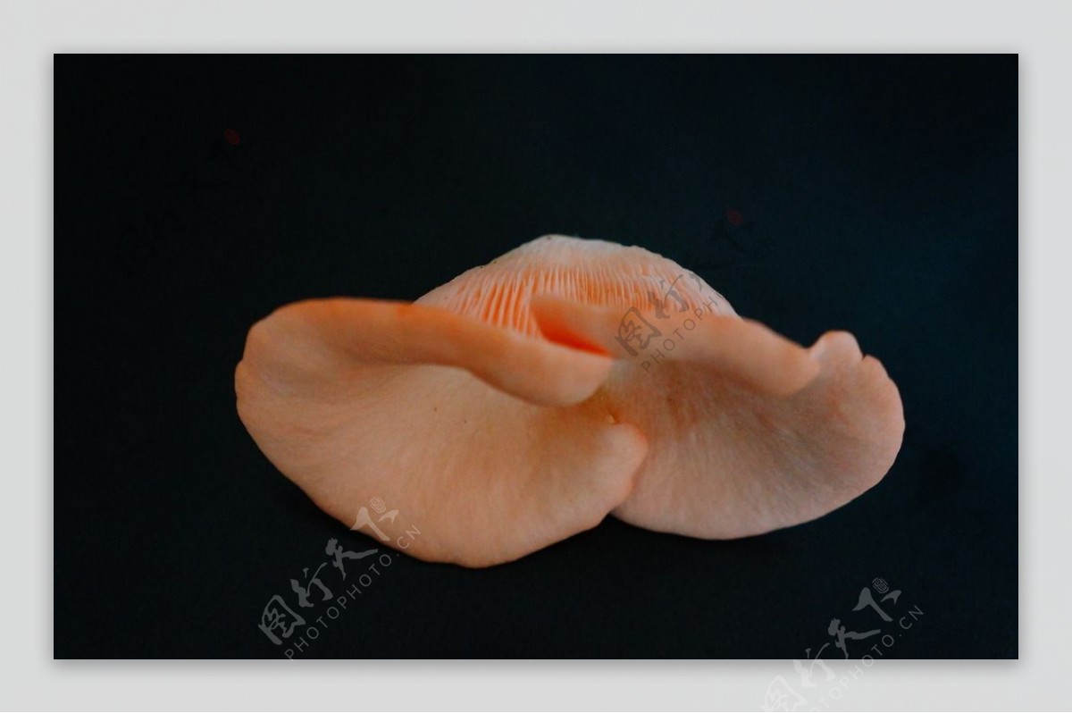 罕见的桃红平菇图片