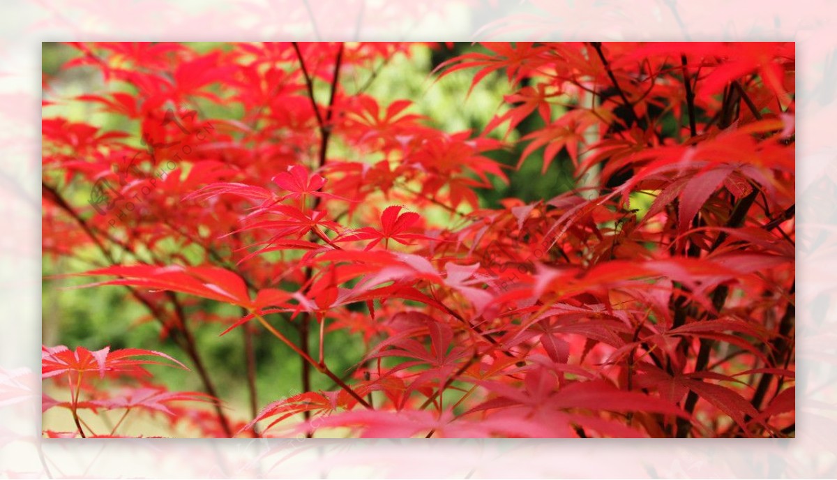 三明美景红叶图片