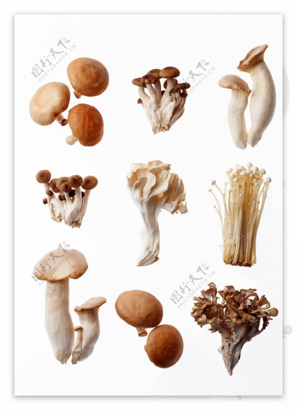 常见食用菇图片