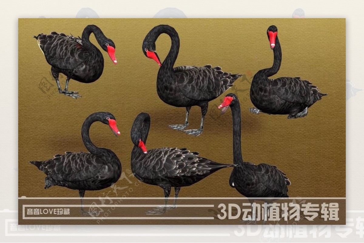 高清3D黑天鹅图片