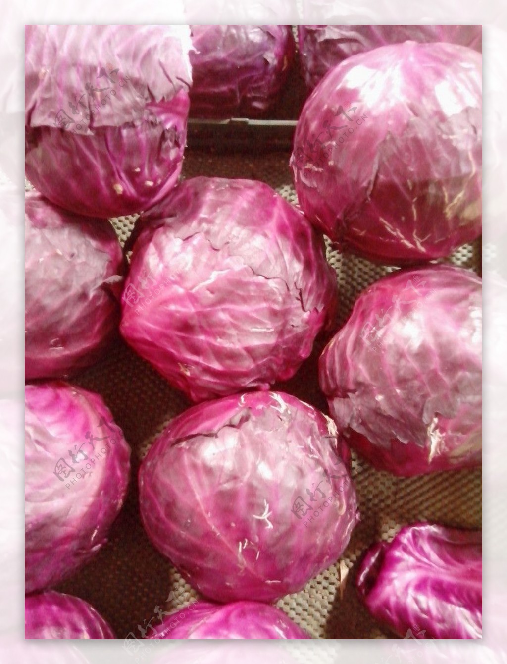 紫包菜图片素材-编号27242598-图行天下