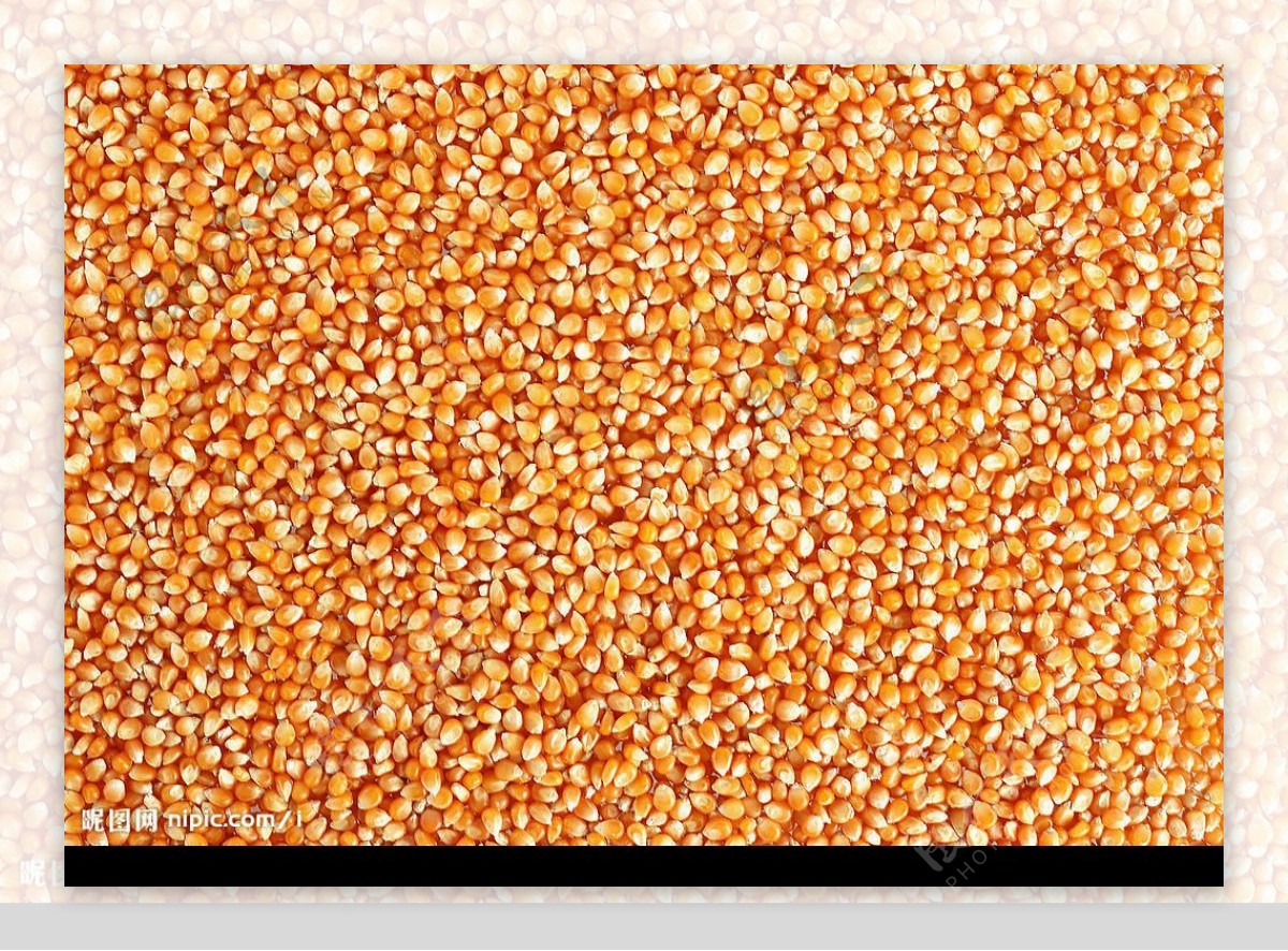玉米材料纹理图片