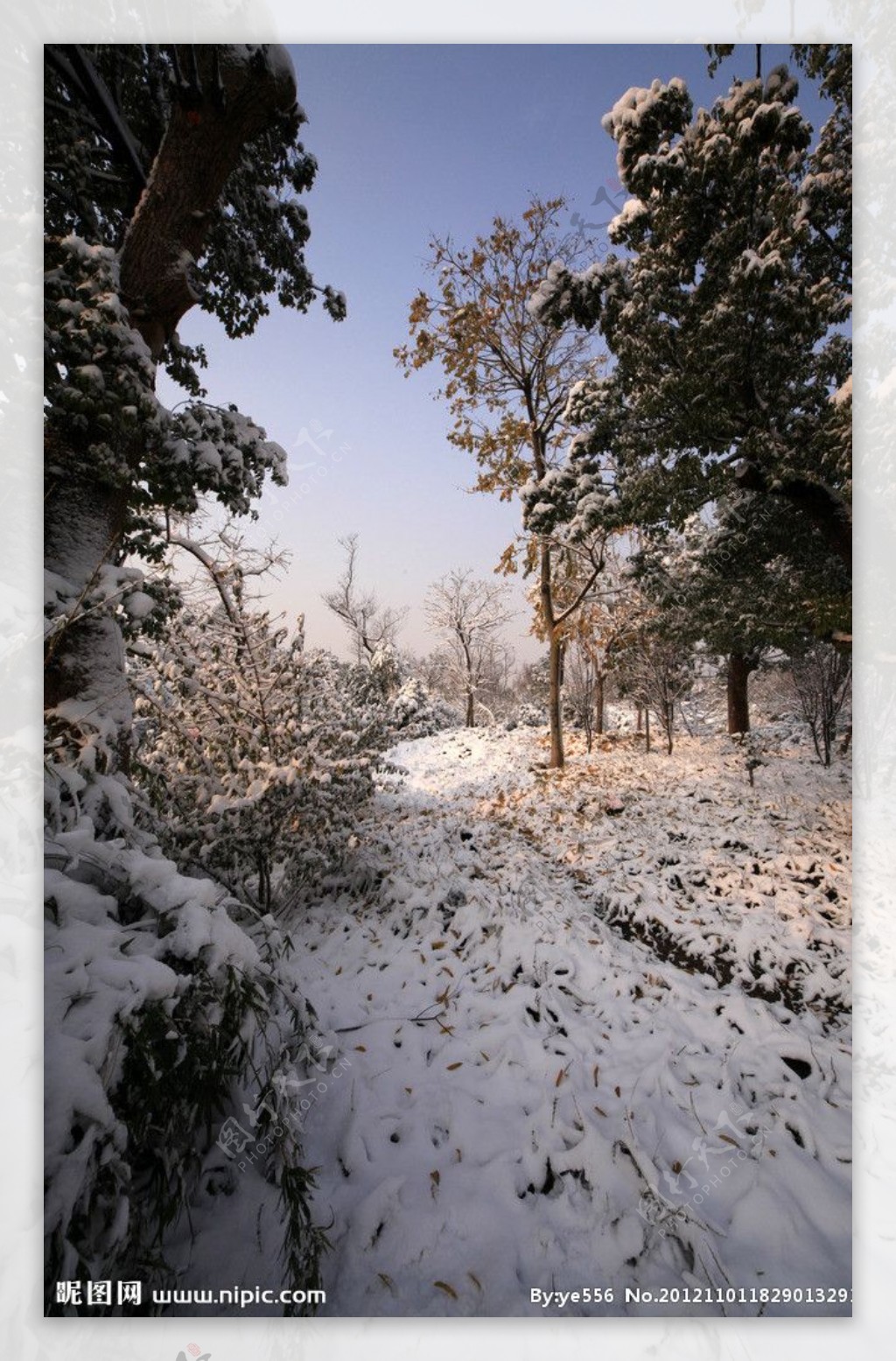 西溪湿地雪景图片