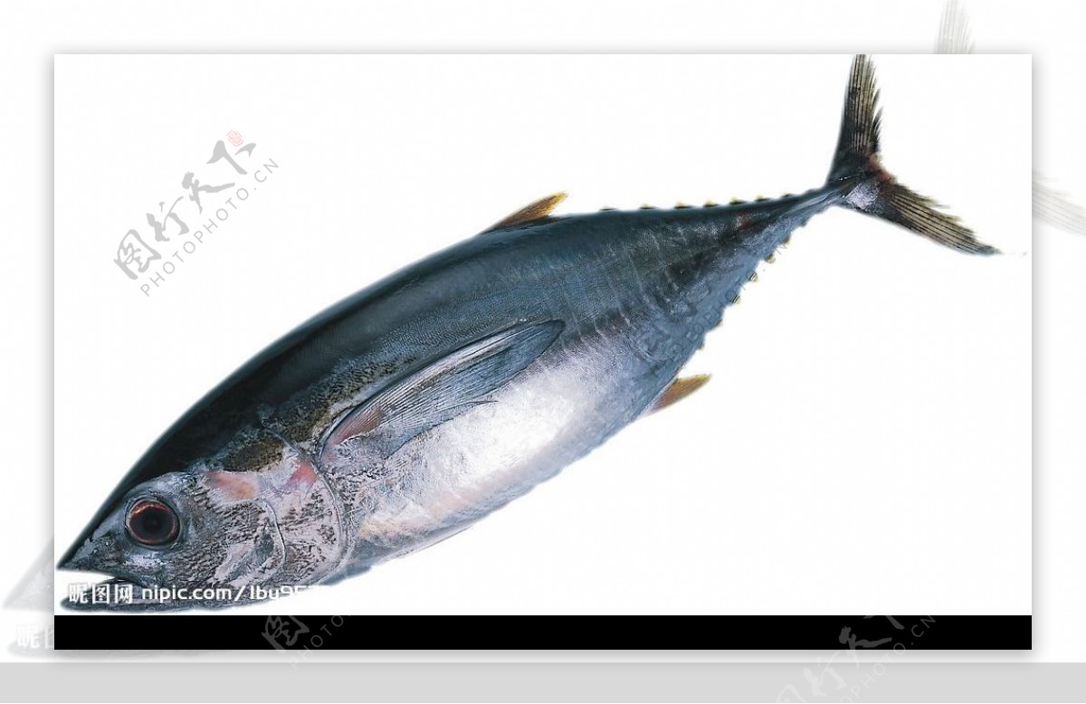 黑鮪魚图片