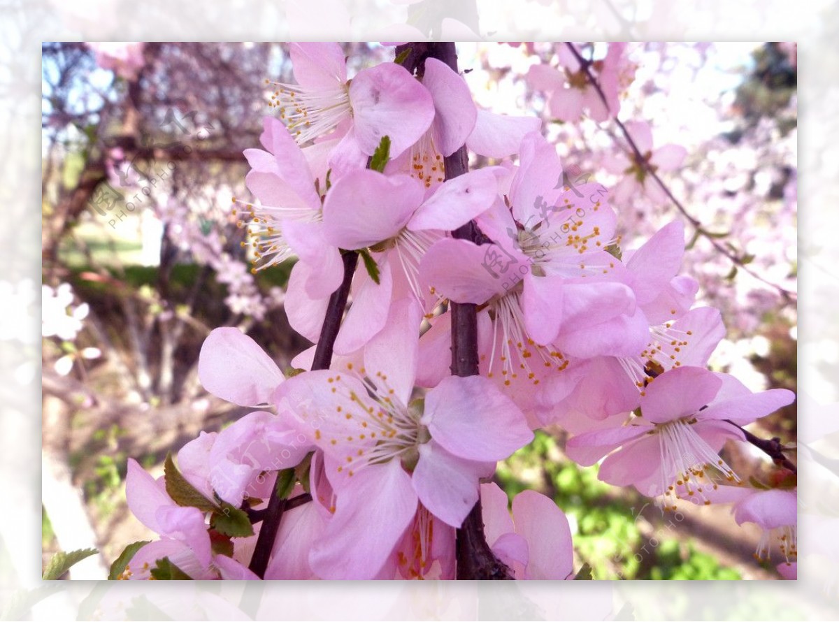 粉色桃花花朵图片