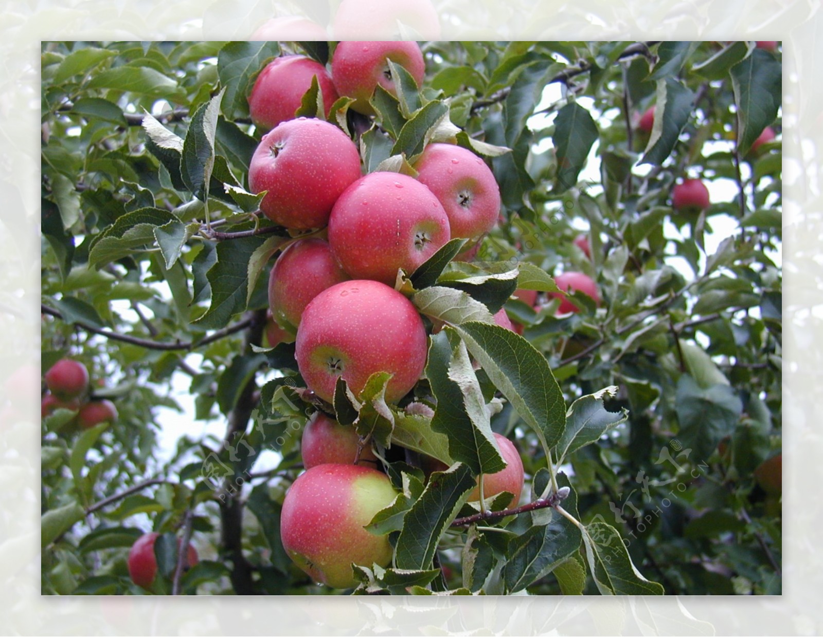 红苹果树图片
