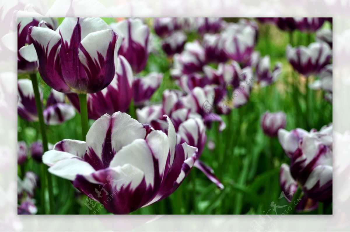 紫白色郁金香图片