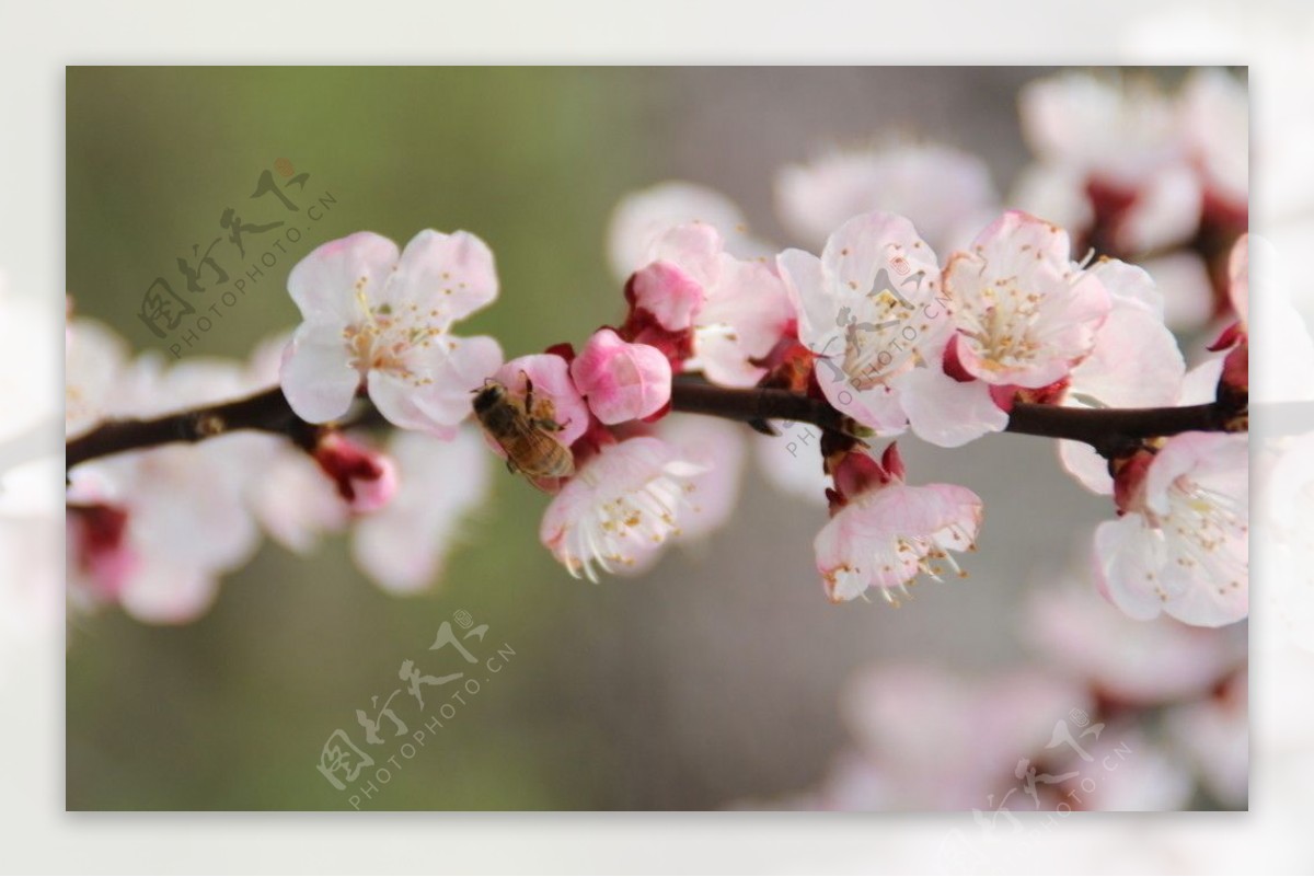 桃花特写图片