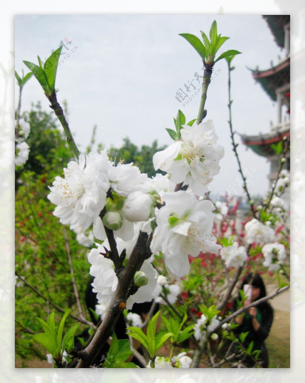 高清野外白色桃花风景特写图片