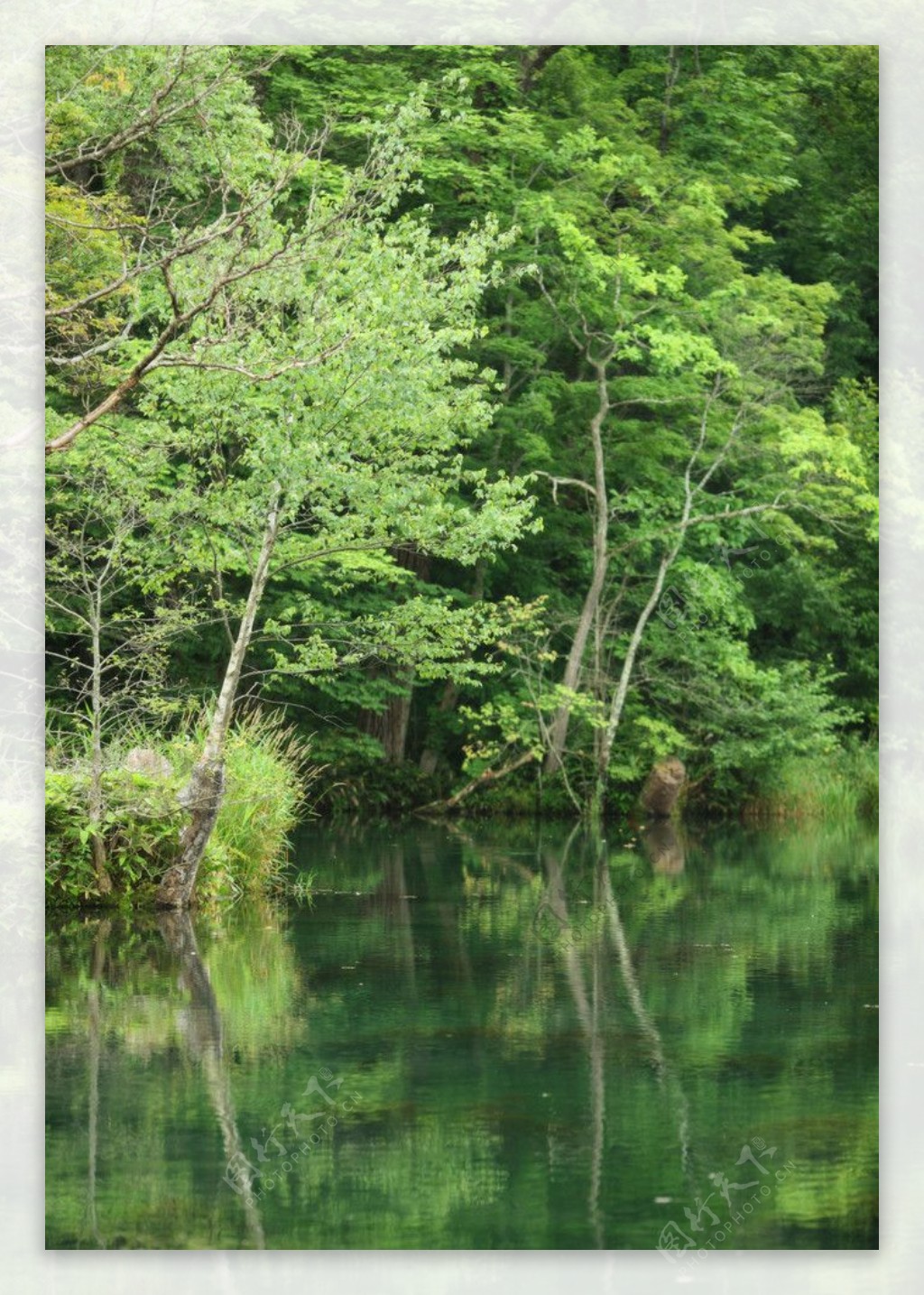 绿树清水图片