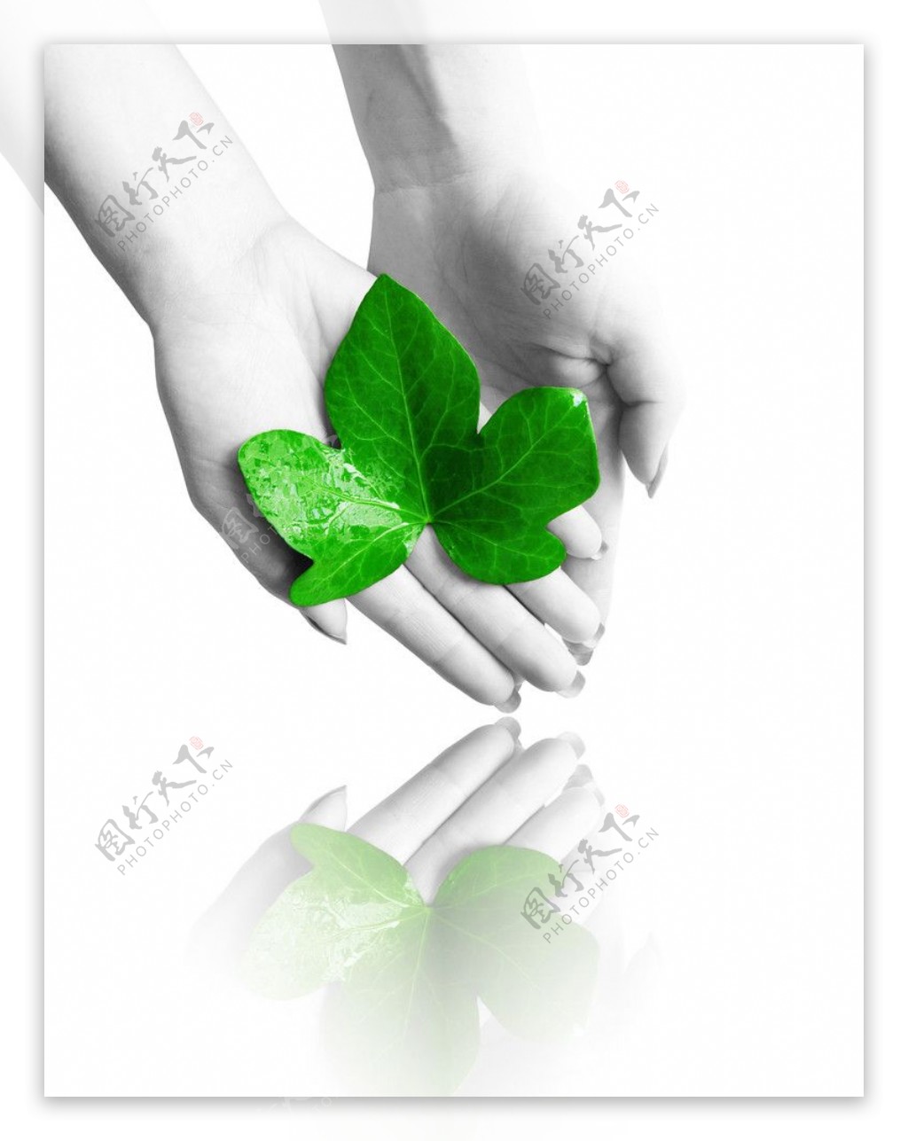 手与绿叶图片
