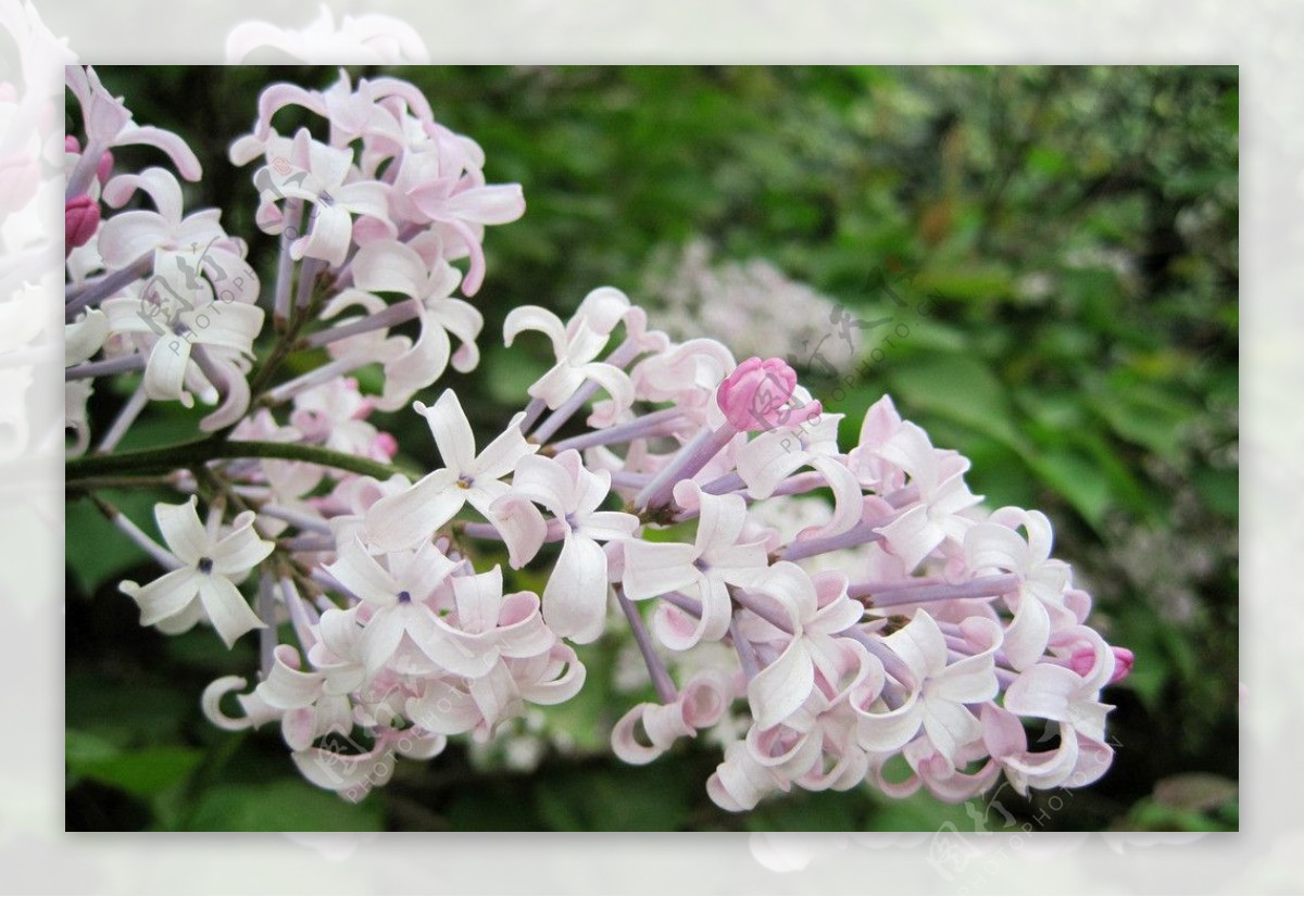 丁香花图片