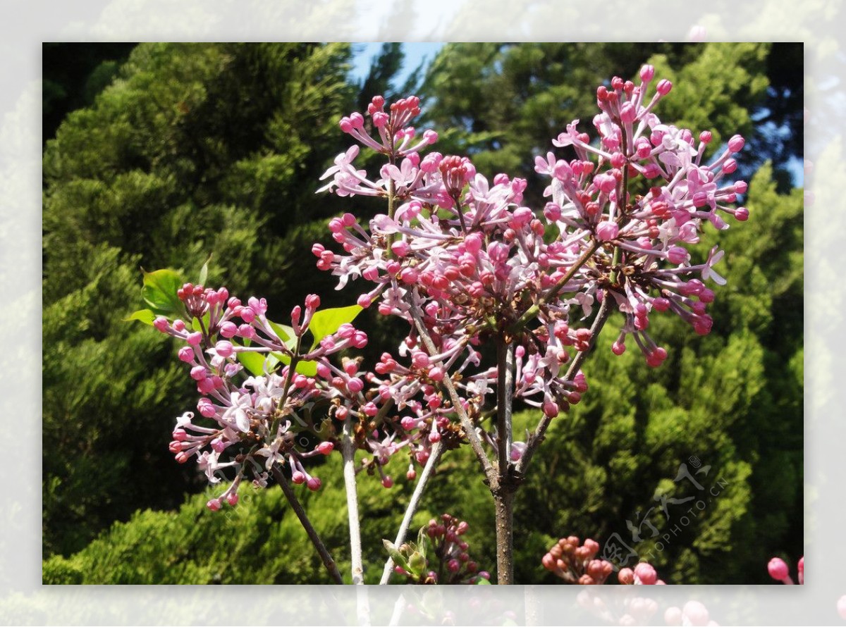 丁香花图片