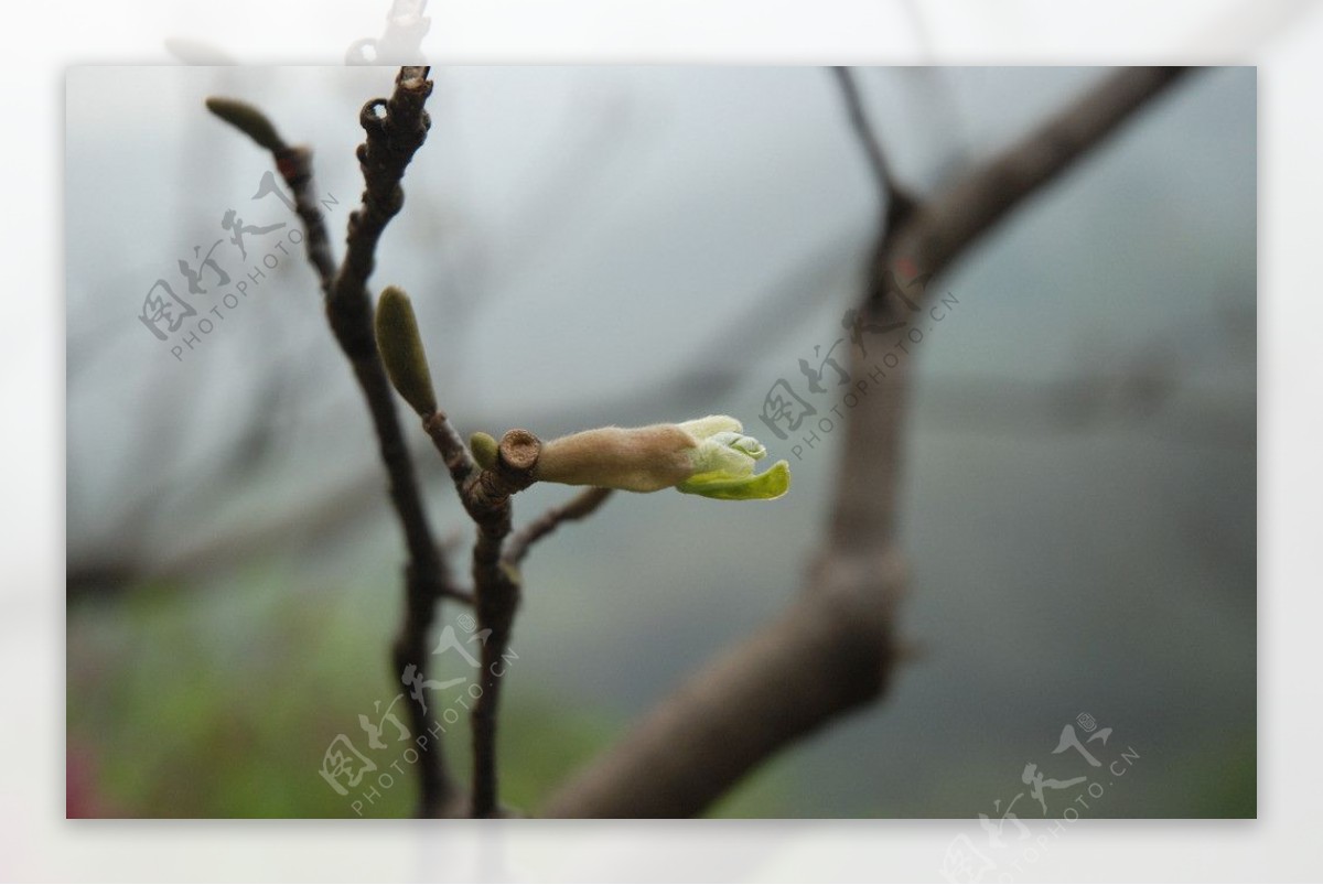 玉兰树新芽图片