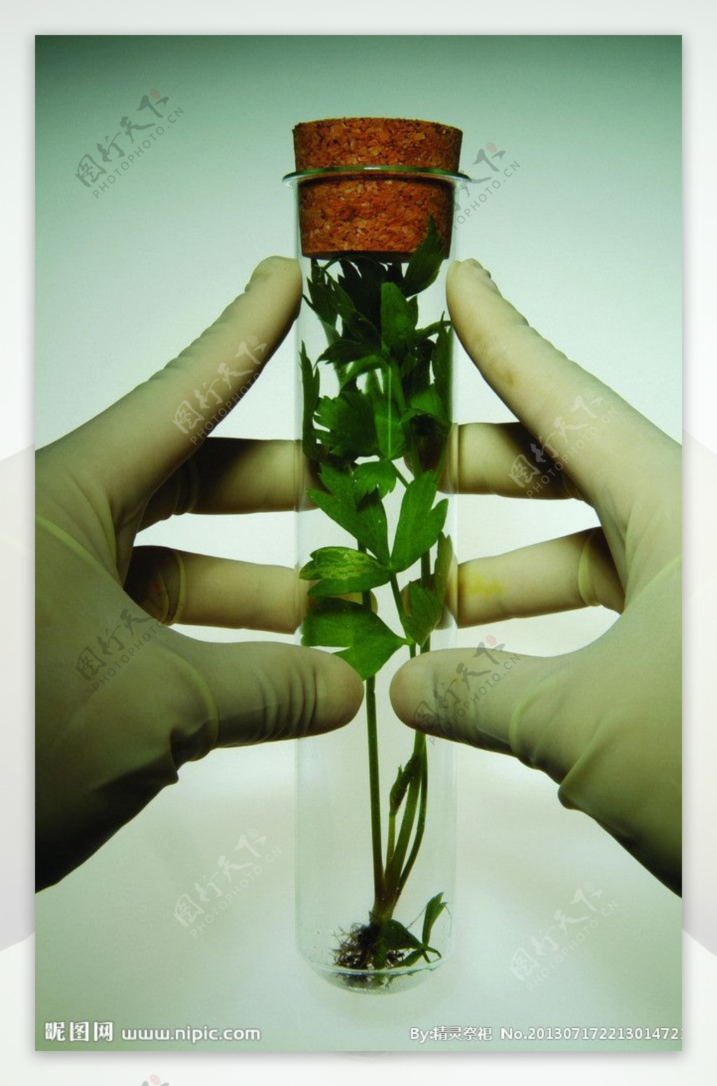 植物试管生化科技图片