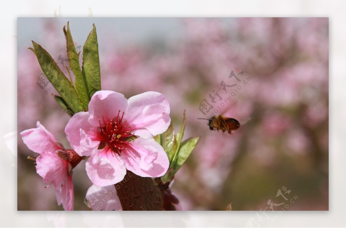 蜂采桃花图片