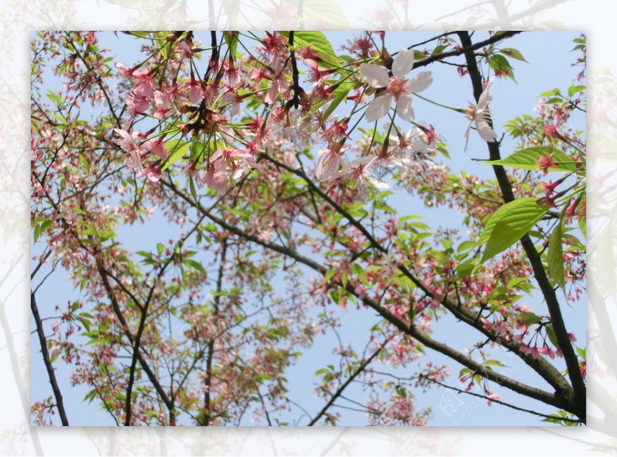武汉东湖樱花图片