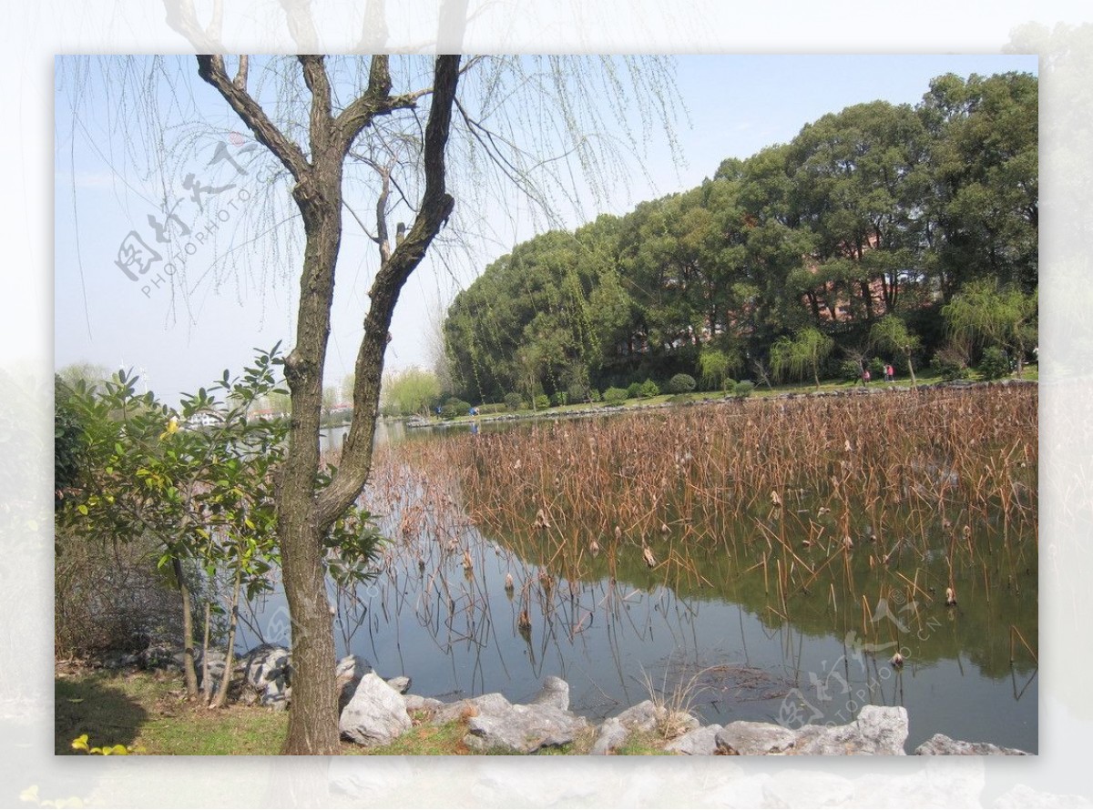 茶花园池塘荷花图片