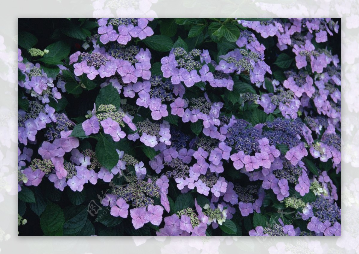 紫色的花丛图片
