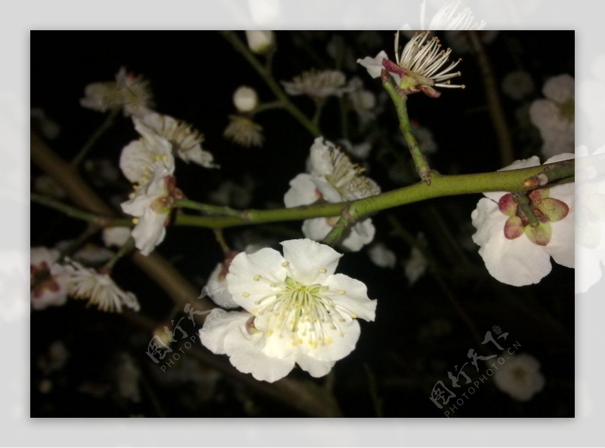 梅花吐蕊图片