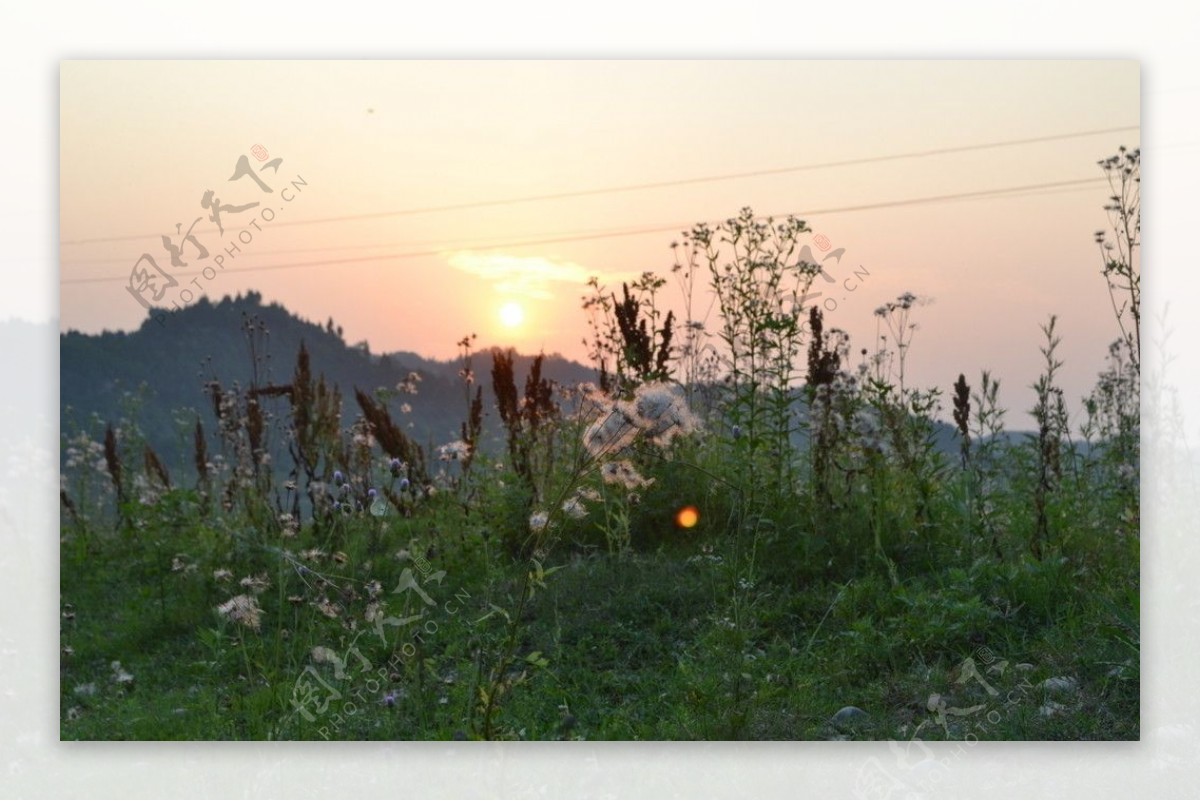 野花斜阳远山图片