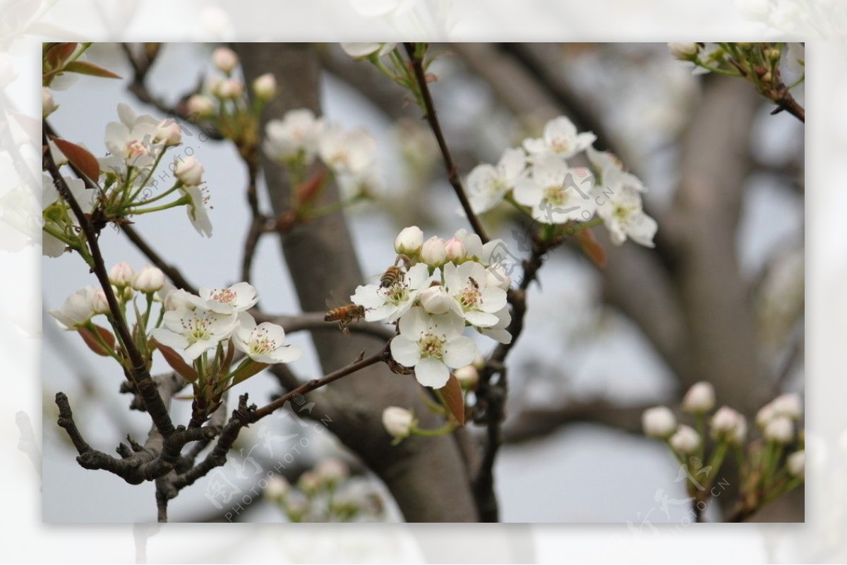 蜜蜂采梨图片