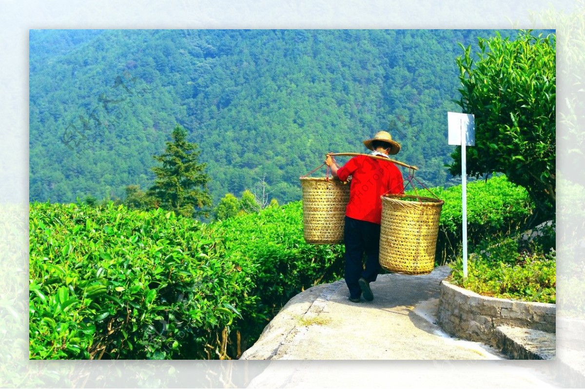 茶田景观风景如画图片