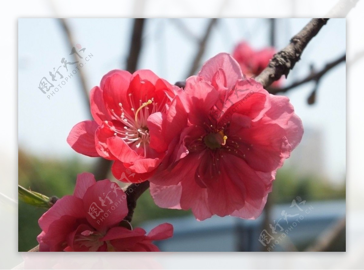 桃花争春图片